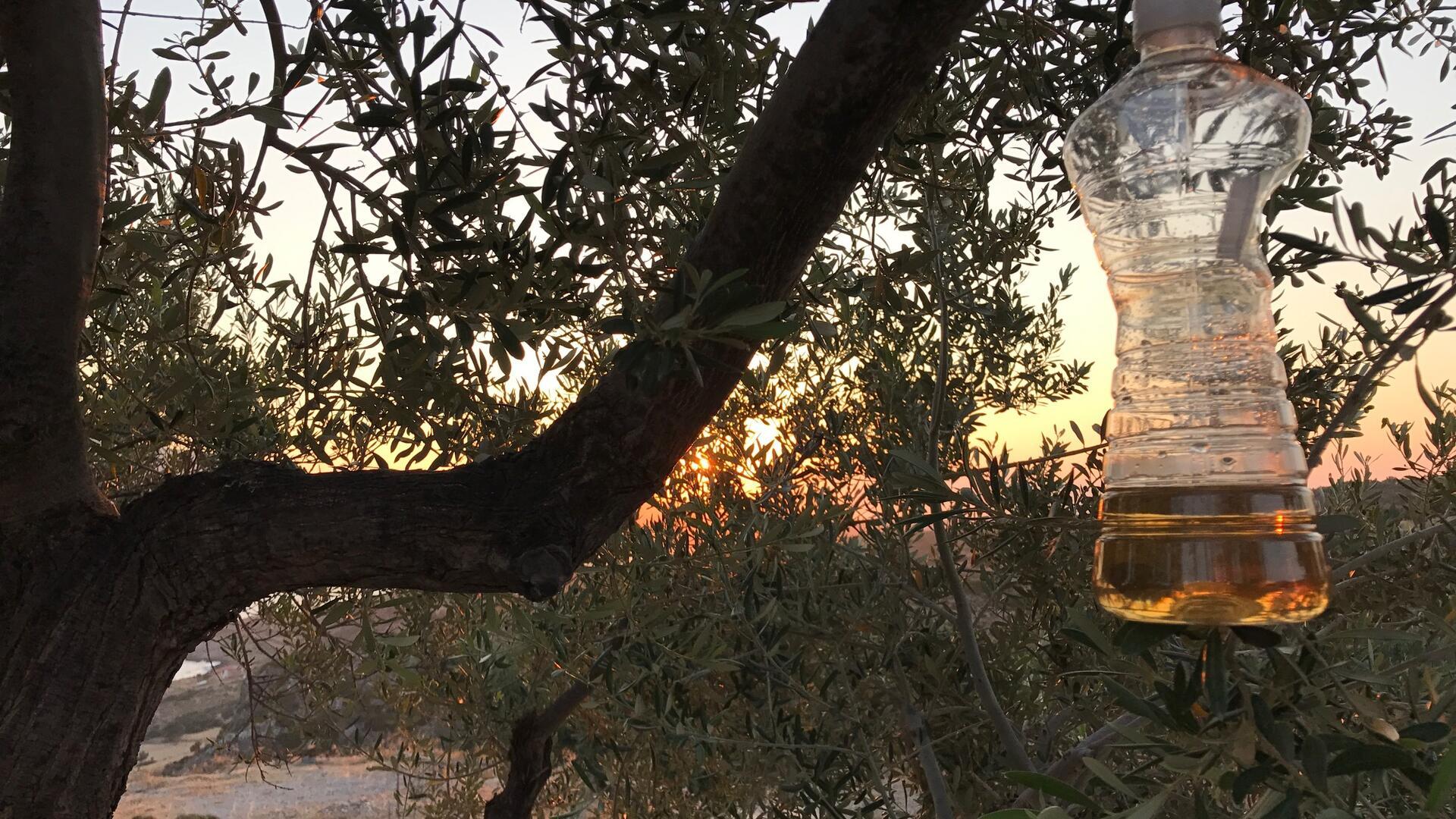 Behandlung Olivenbaum mit Pflanzenschutzmittel