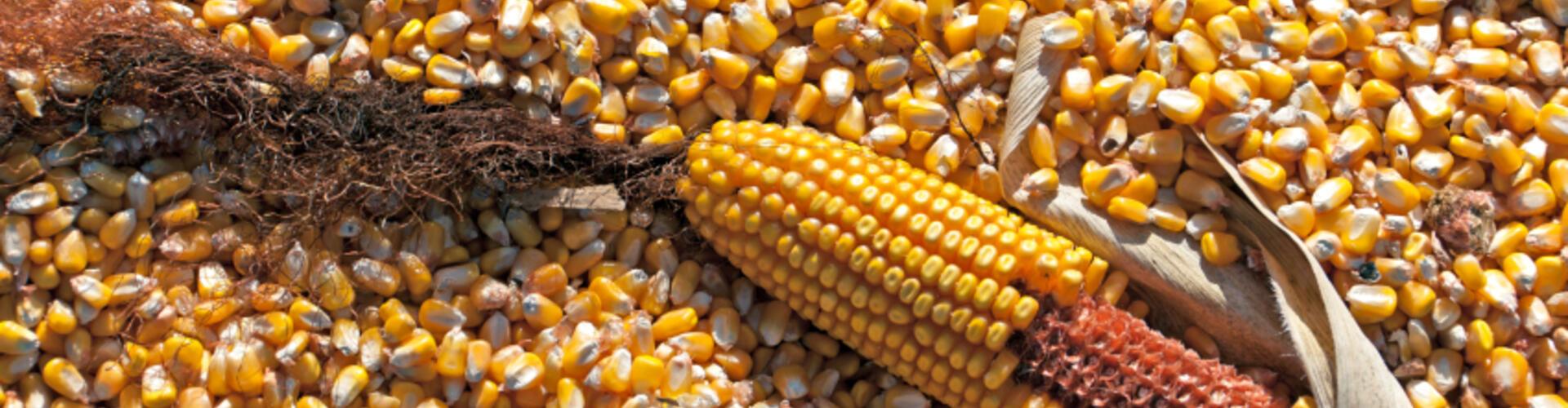 Futtermittelindustrie: Verarbeitung von Mais zur Futtermittelherstellung