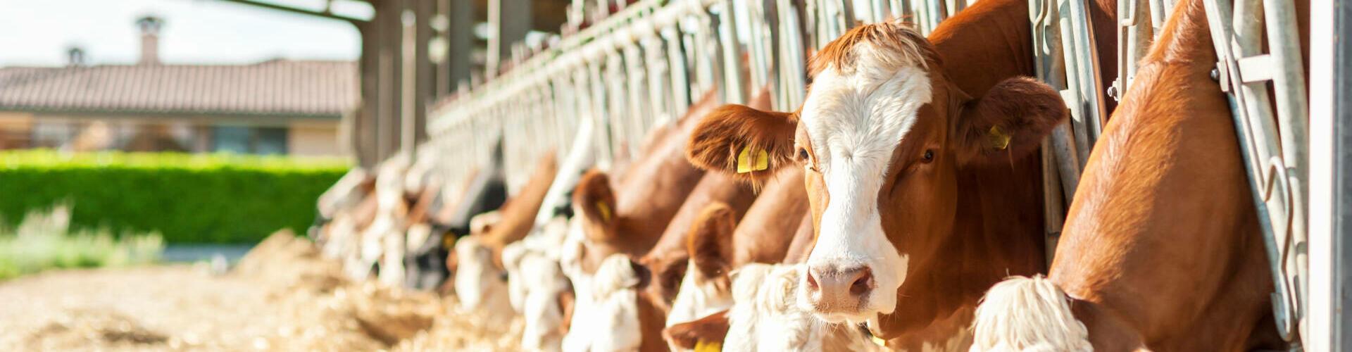 Herdenmanager in der Tierhaltung: Erfahre mehr über die Aufgaben eines Herdenmanagers mit der Spezialisierung Milcherzeugung
