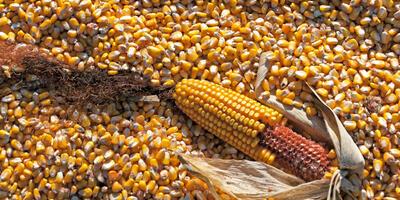 Futtermittelindustrie: Verarbeitung von Mais zur Futtermittelherstellung