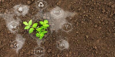 Ökologie Studium - Pflanze im Erdboden - Nachhaltigkeit
