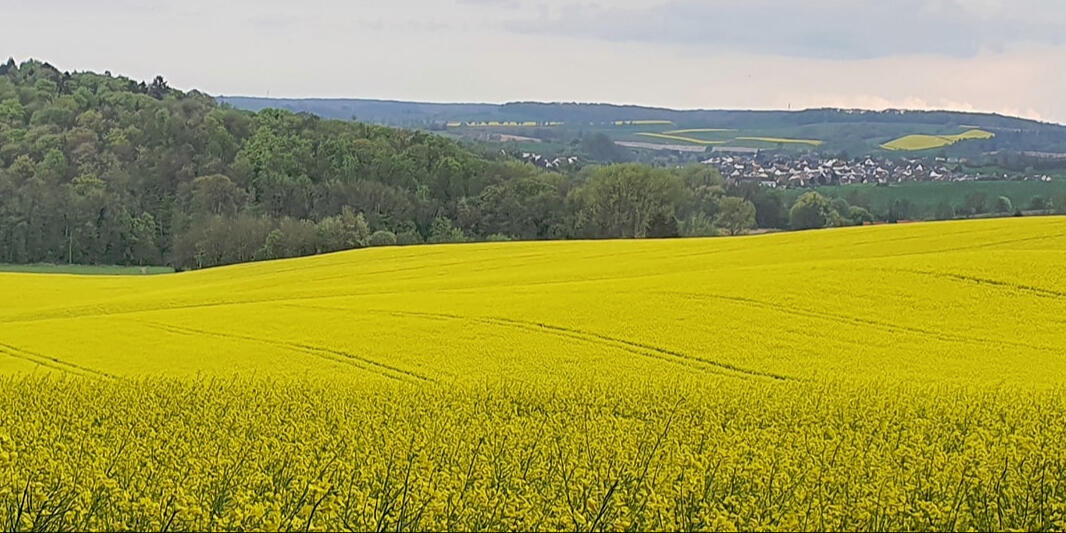STEUERKANZLEI LUDWIG, Landw. Buchstelle
