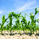 Limagrain GmbH