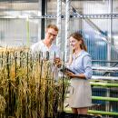 Lehrlinge (m/w/d) Verfahrenstechnik für die Getreidewirtschaft (Verkürzte Lehre für Absolventen einer Landwirtschaftsschule)