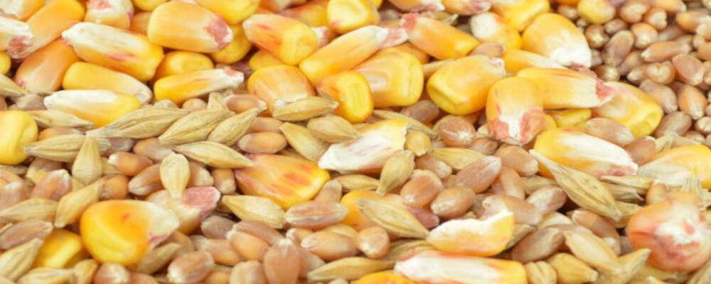 Produktmanager Saatgut (m/w/d)