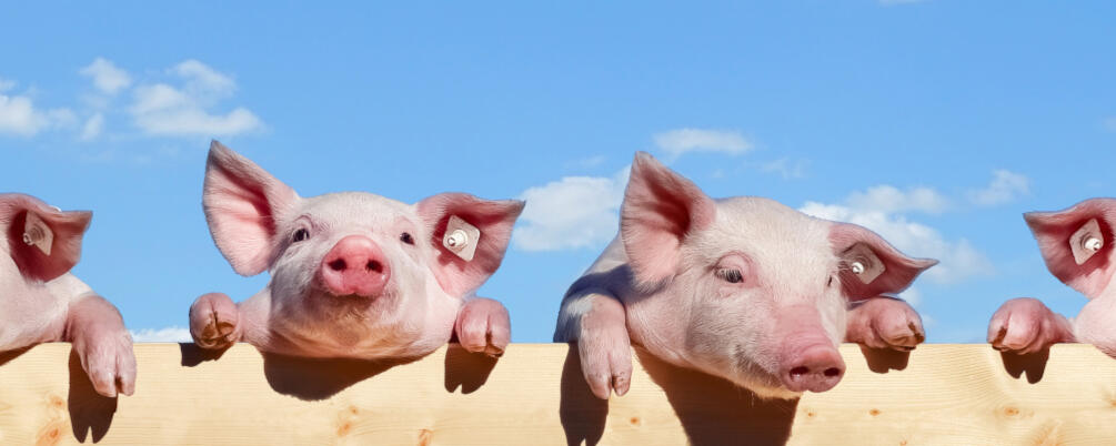 Vertriebsleitung internationale Business-Events (m/w/d)