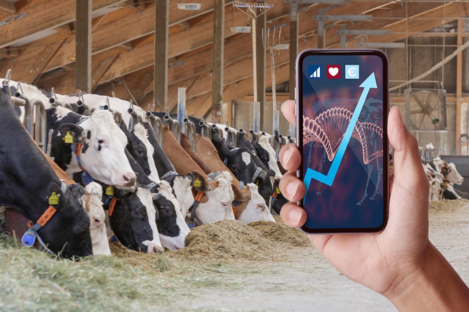 Verkaufsberater Außendienst im Bereich Rinderzucht (m/w/d)