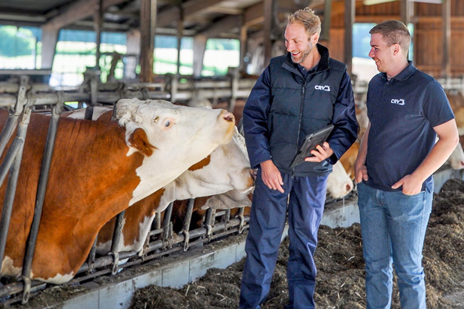 Verkaufsberater Außendienst im Bereich Rinderzucht (m/w/d)