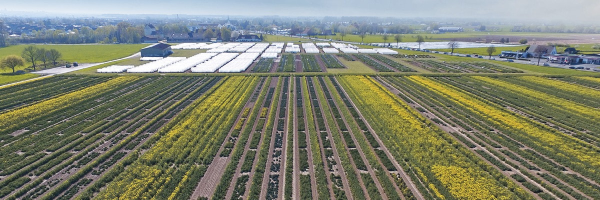Deutsche Saatveredelung AG (DSV)