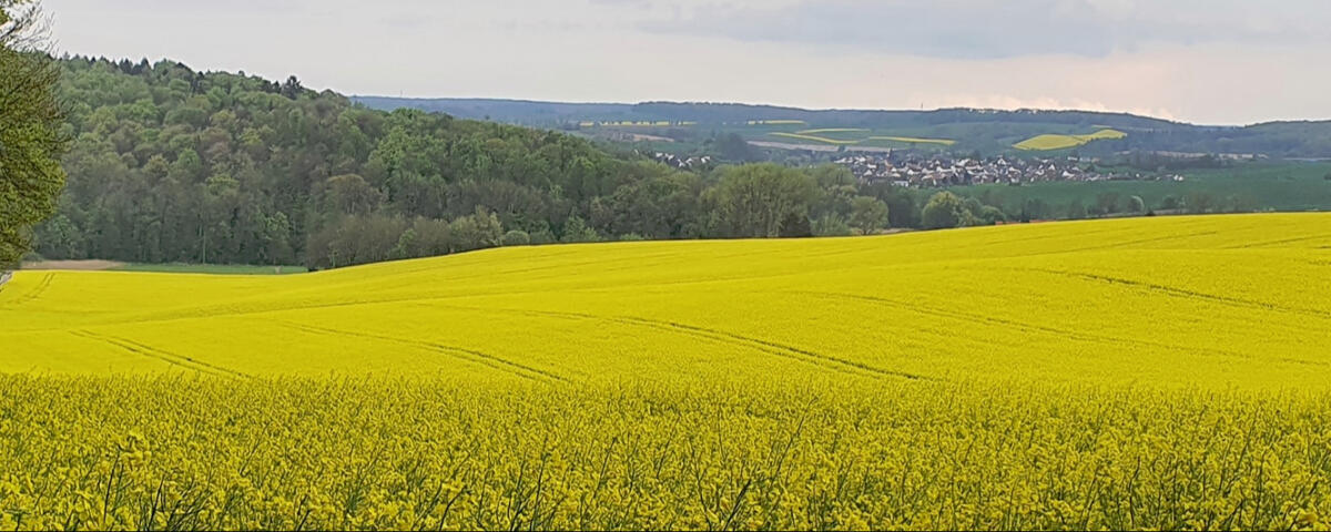 STEUERKANZLEI LUDWIG, Landw. Buchstelle