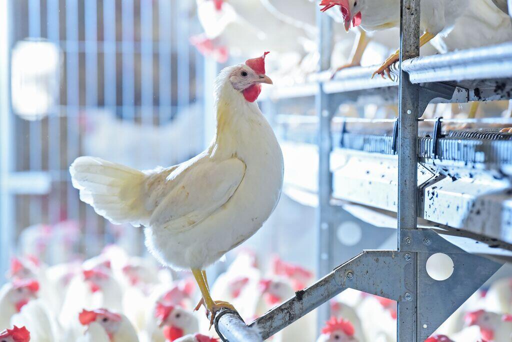 ForFarmers team agrar