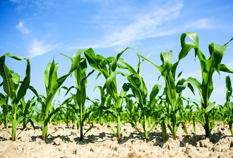 Limagrain GmbH