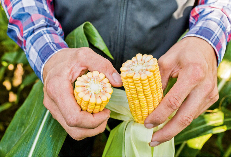 Limagrain GmbH