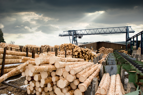 Sägewerk, viele geschälte Holzstämme