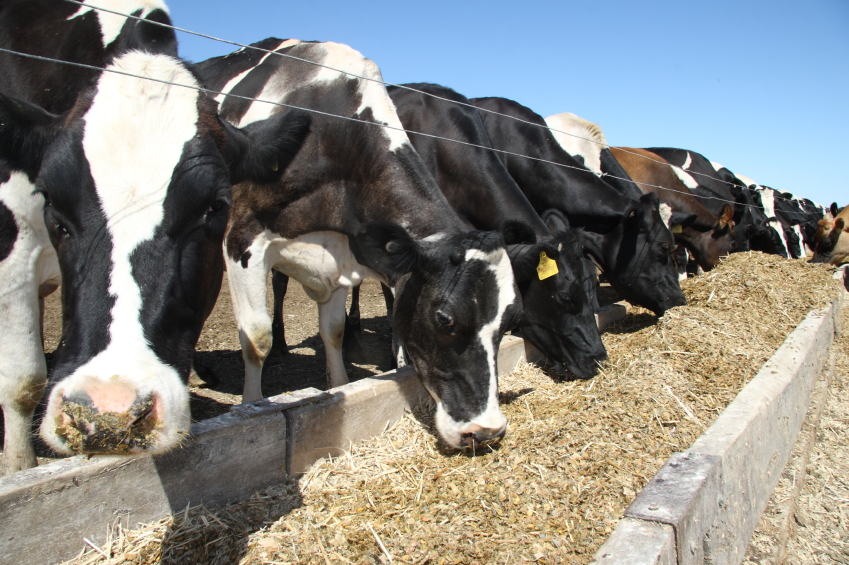Futtermittelindustrie: Kühe fressen Spezialfutter