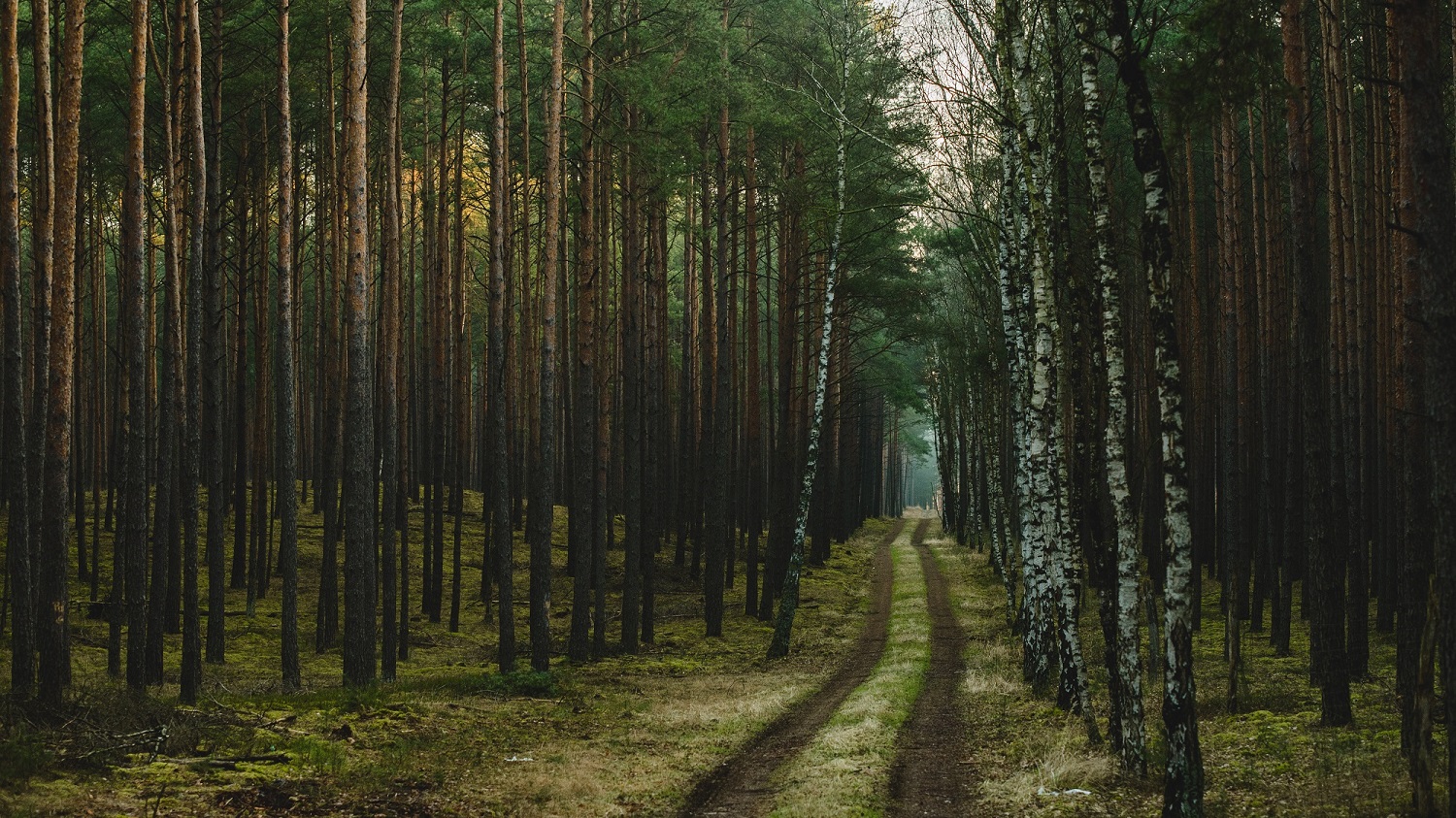 agrajo.com Hochschule Eberswalde Brandenburger Wald