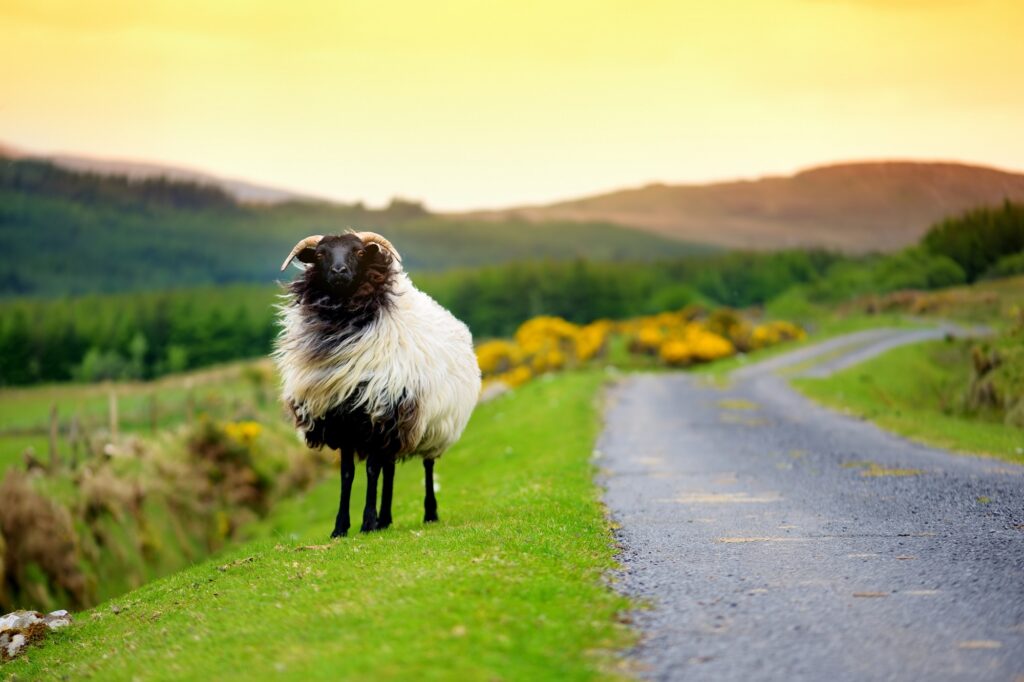 agrajo.com Agrarpraktikum Irland Schaf