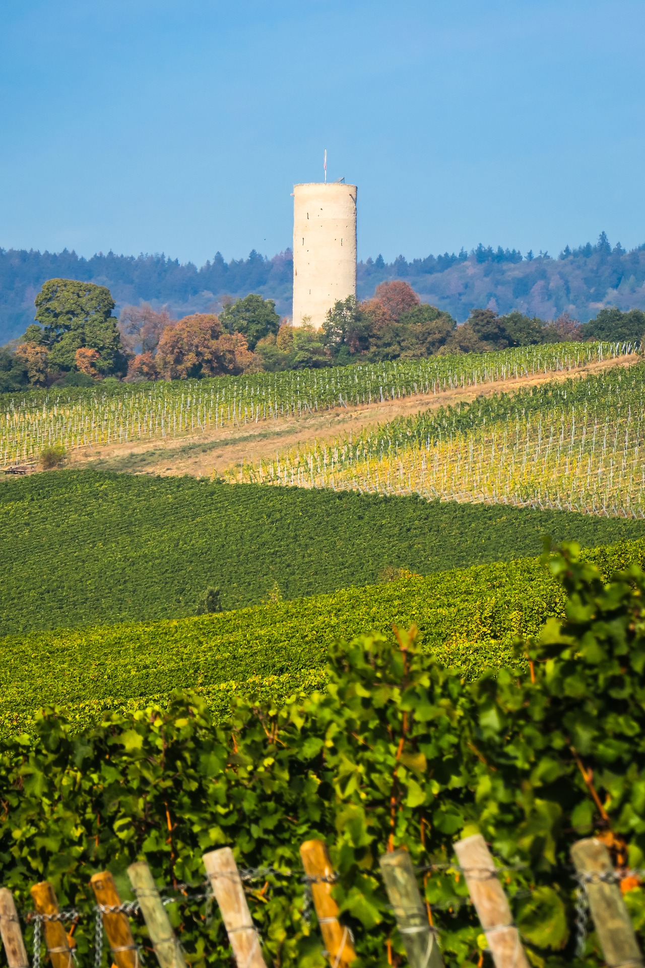 agrajo.com Hochschule Geisenheim Weinberg