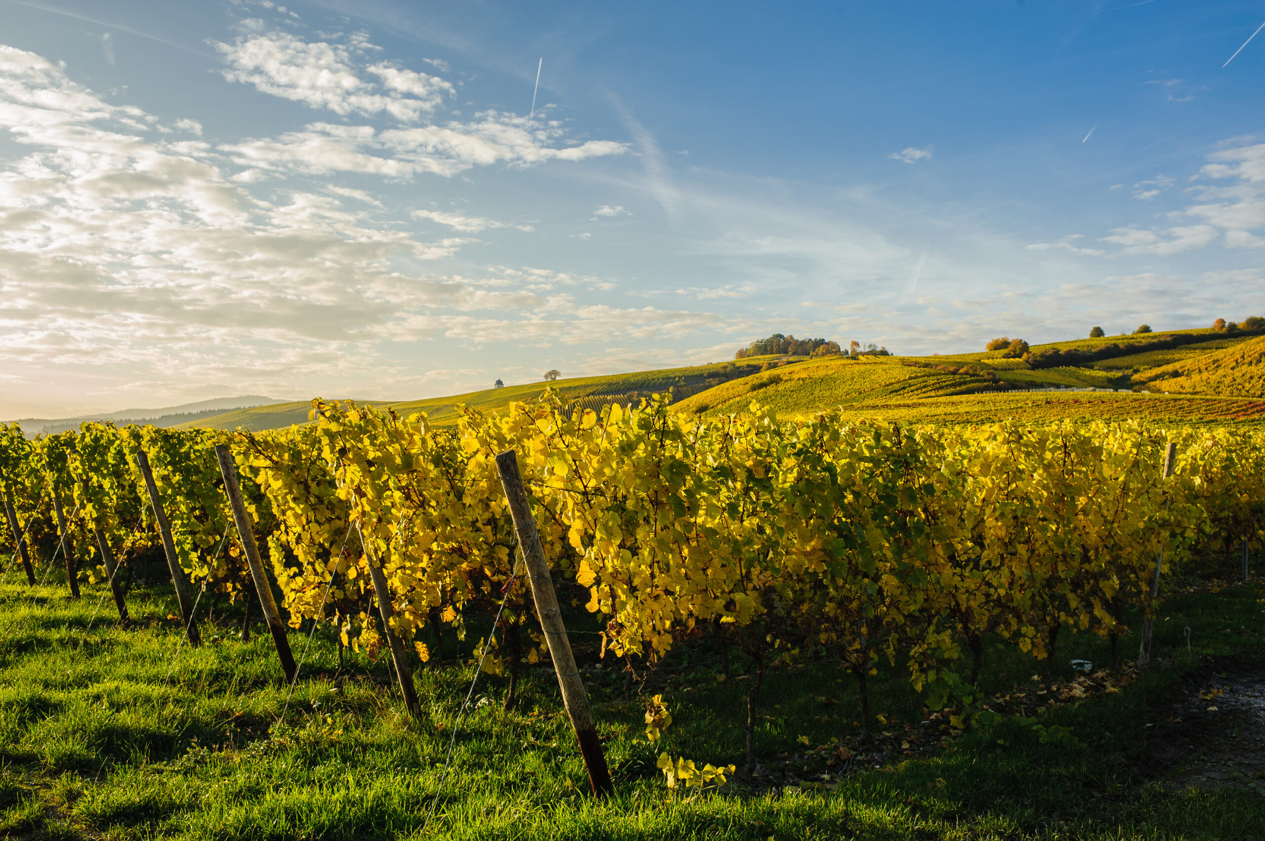 agrajo.com Hochschule Geisenheim Rheingau Weinberg Herbst