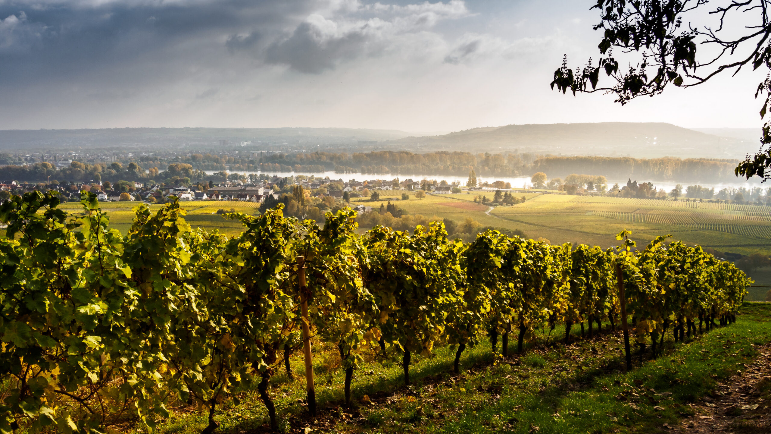 agrajo.com Hochschule Geisenheim Weinberg