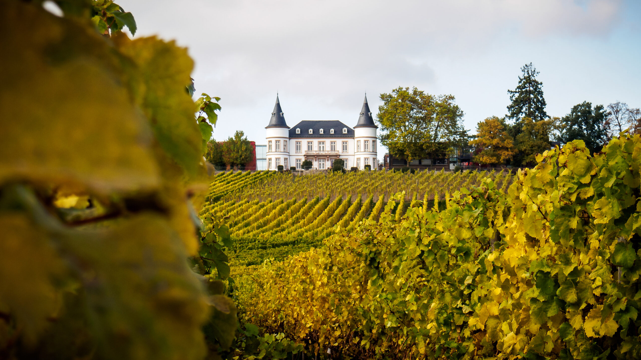 agrajo.com Hochschule Geisenheim Weinberg Schloss