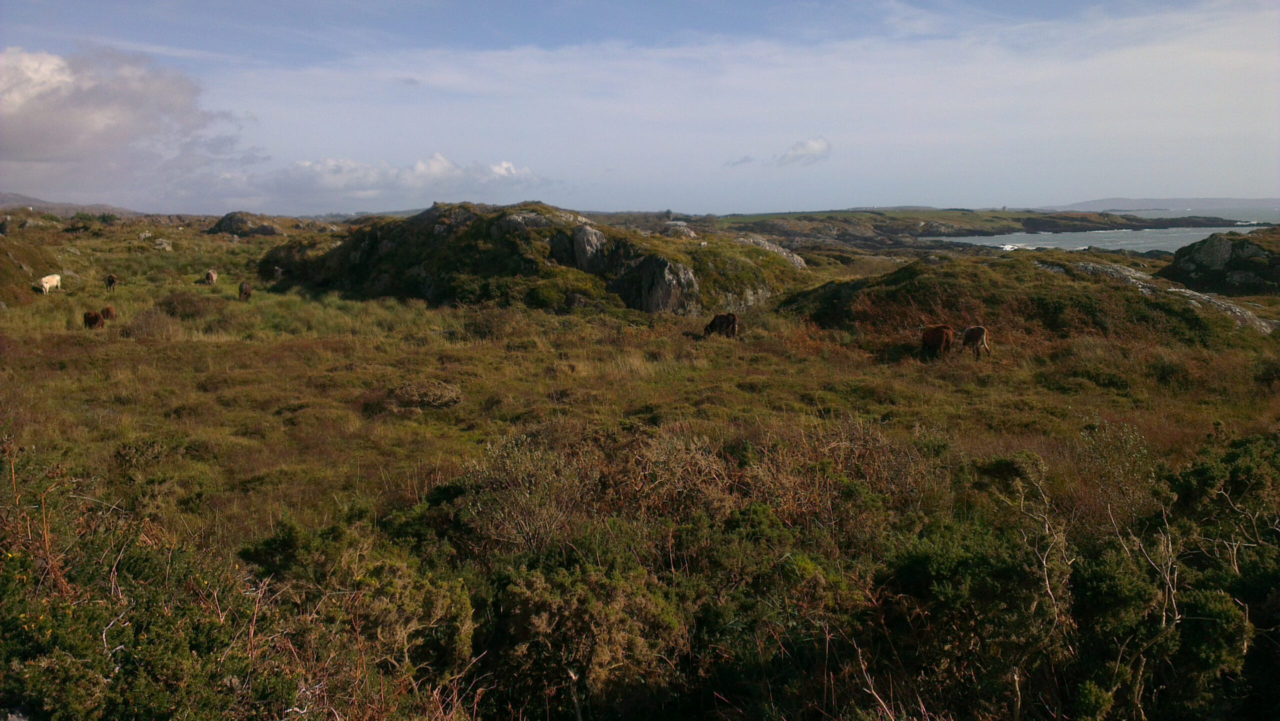 agrajo.com Agrarpraktikum Irland Rinderweide