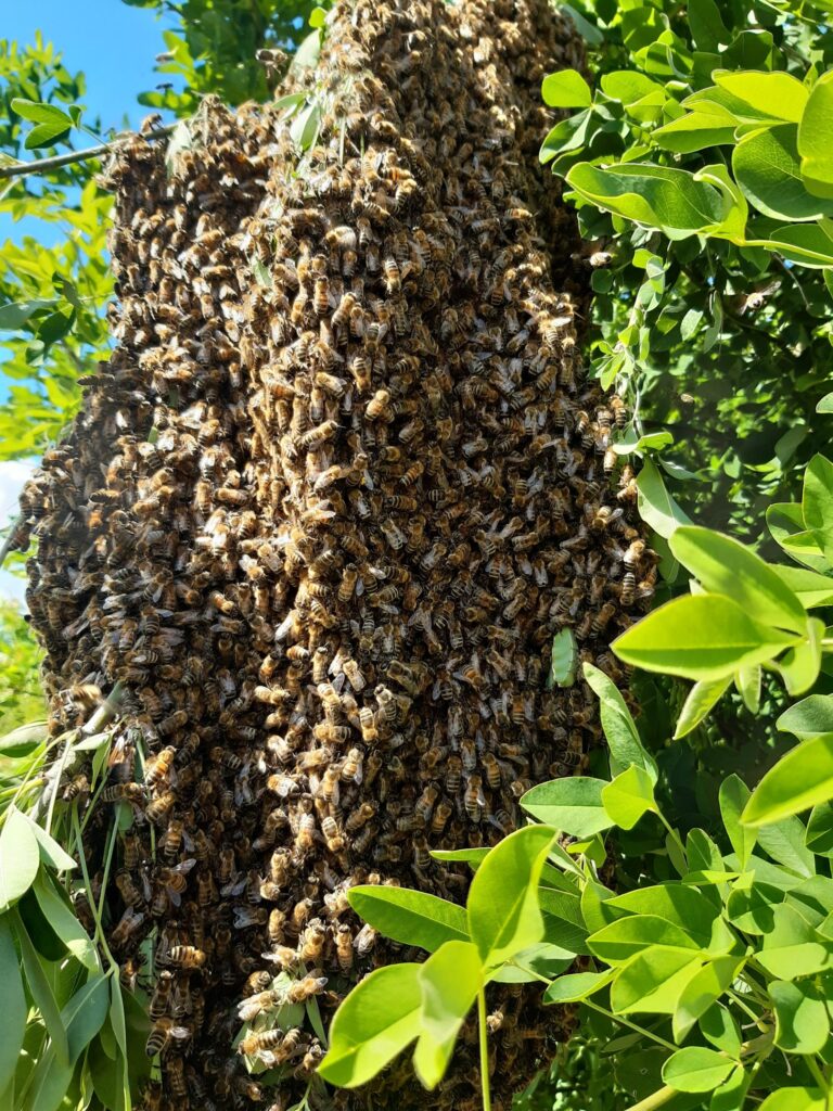 Bienenschwarm von Andreas Widhalm