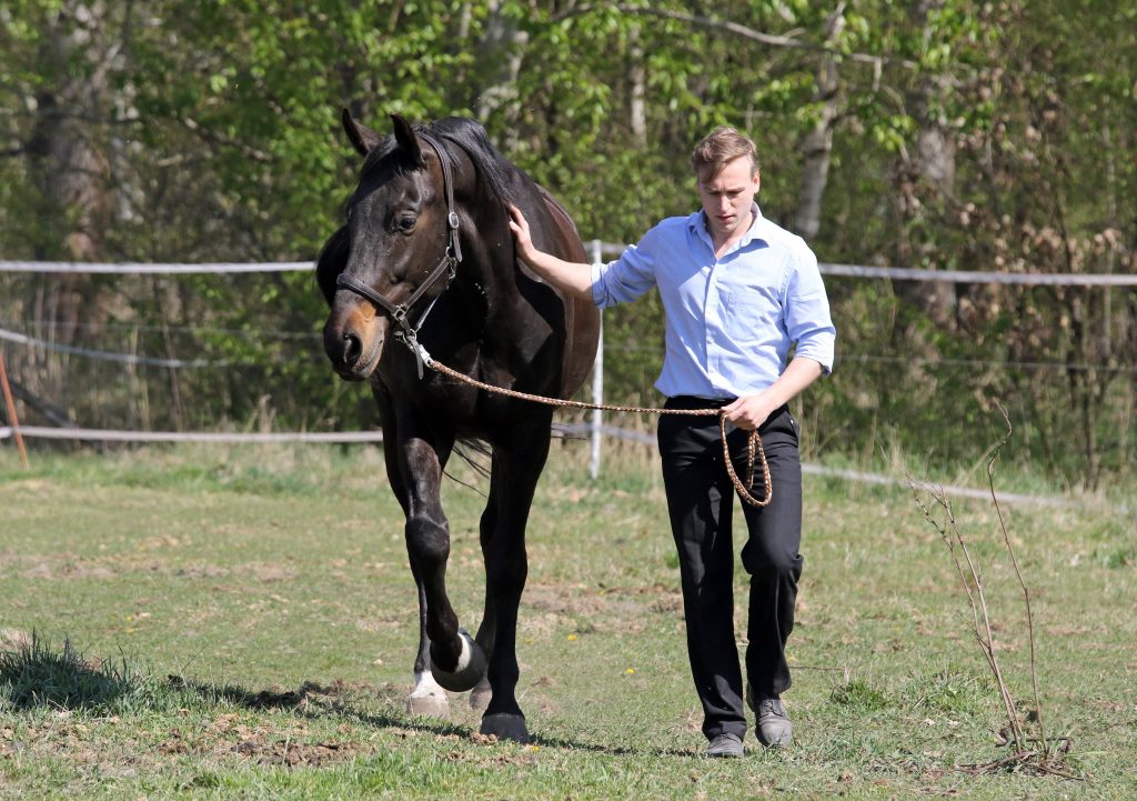 Pferde führen gehört auch mit zur Ausbildung zum Pferdewirt