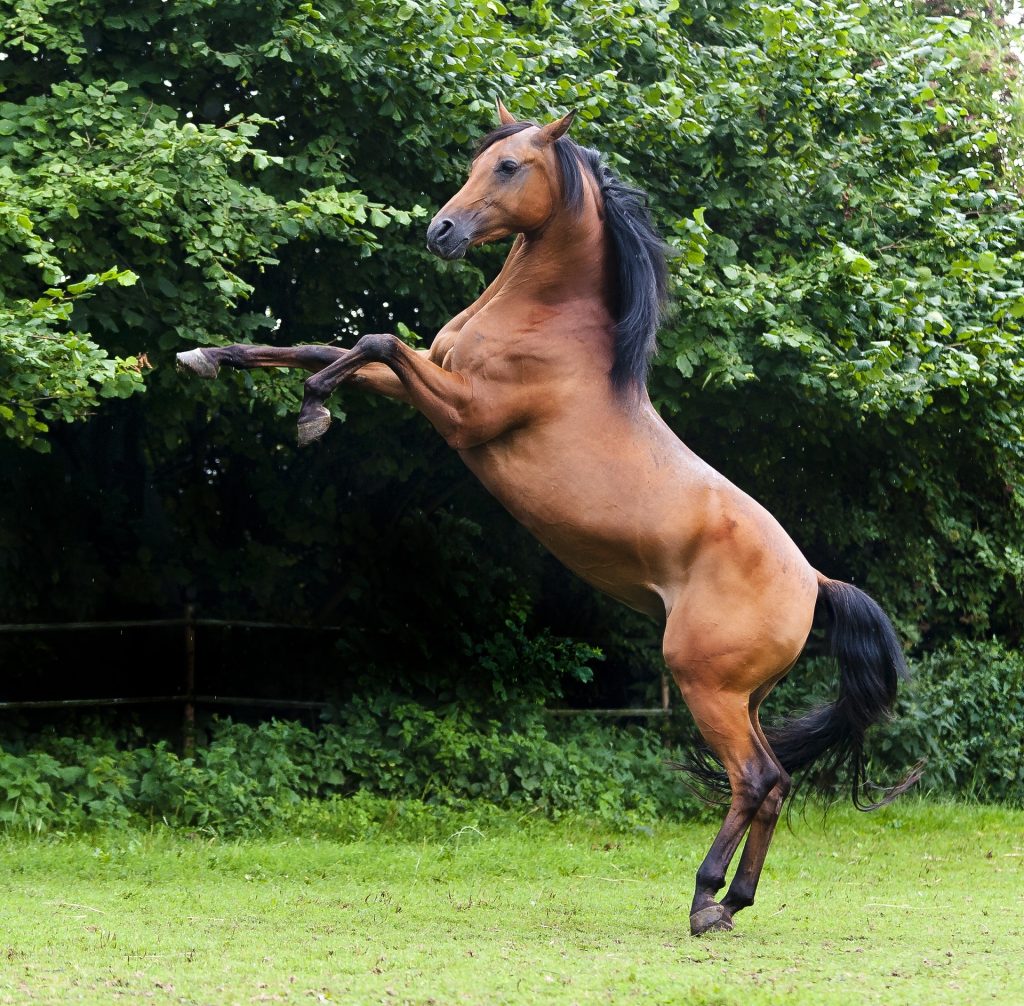 Steigendes Pferd in der natur