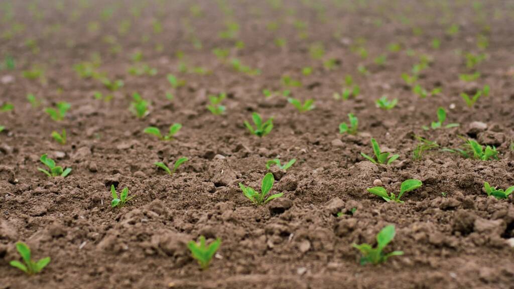 agrajo - Pflanzentechnologe - Sprösslinge auf Feld