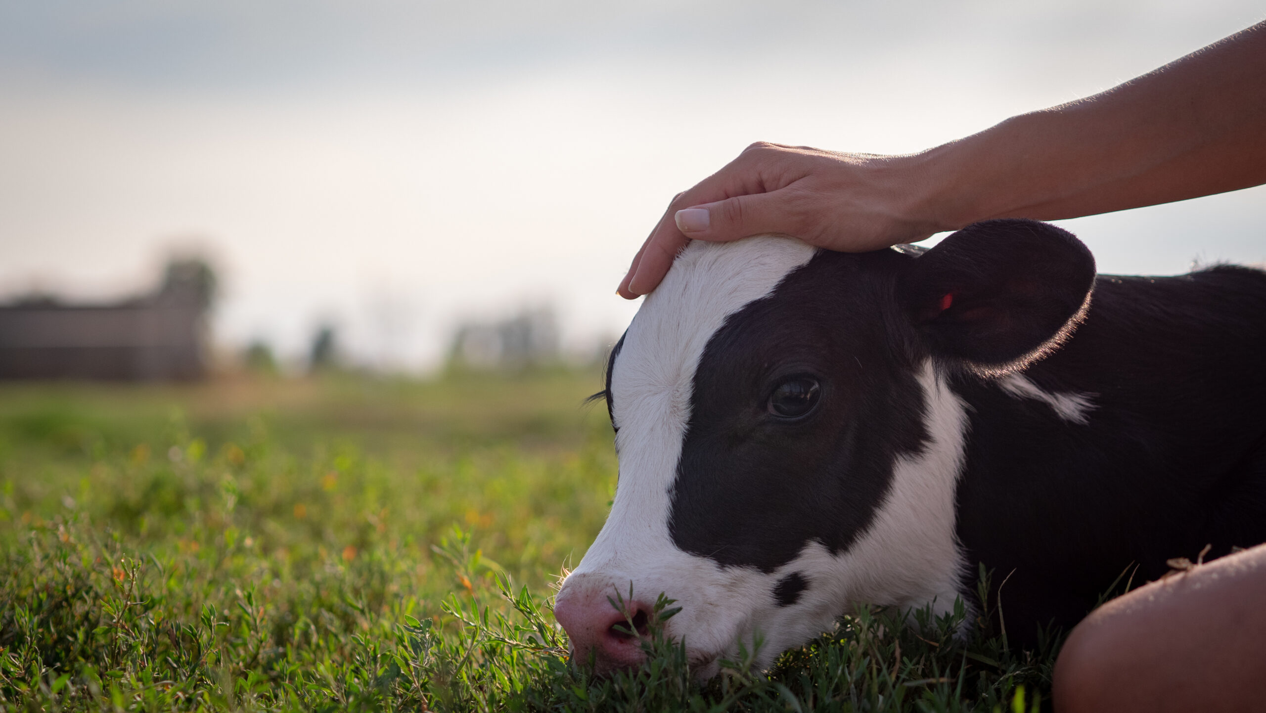 Kälberwirtschaft gehört zur Tierwirtschaft