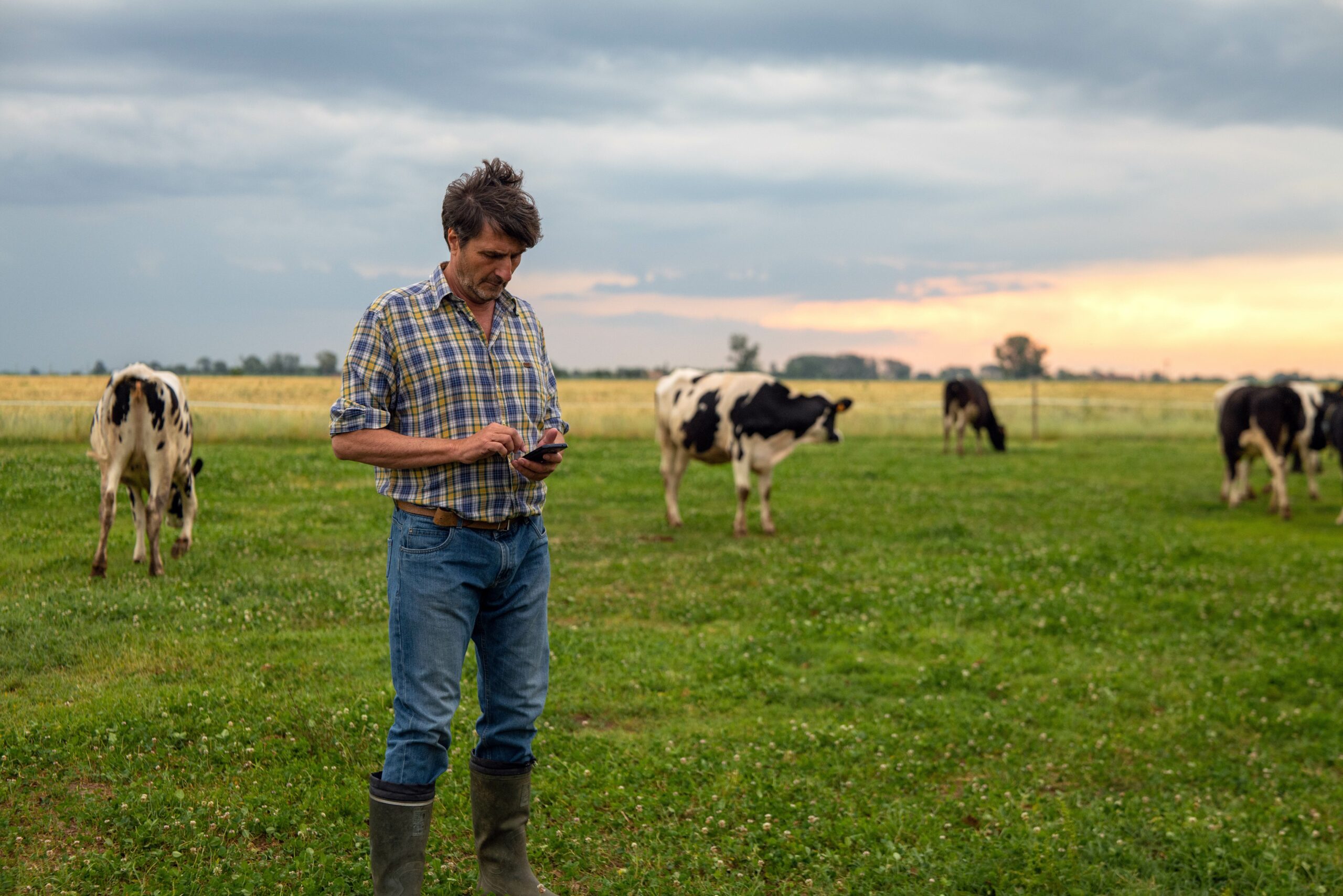 Landwirt auf der Weide mit Rindern