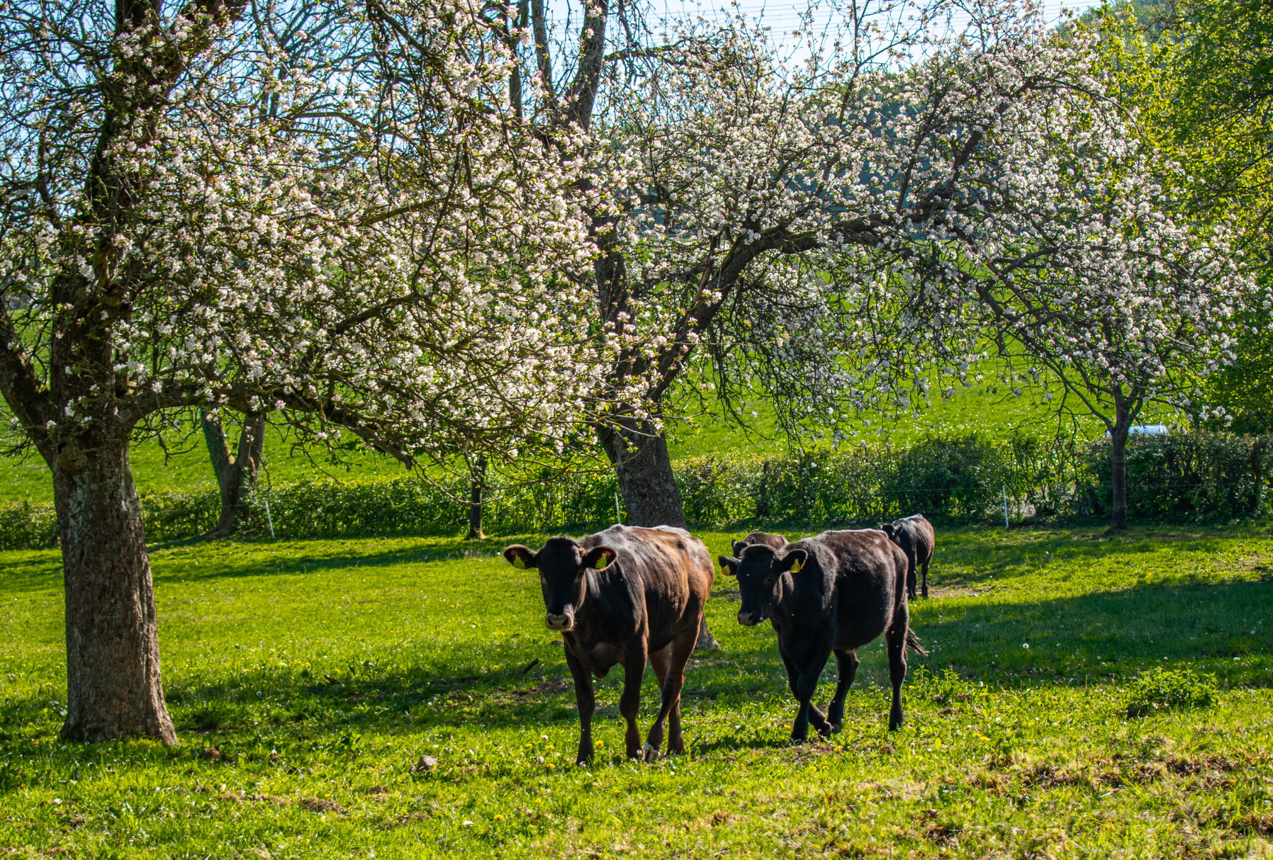 Wagyu-Rinder von Kathrin und Christoph auf der Weide