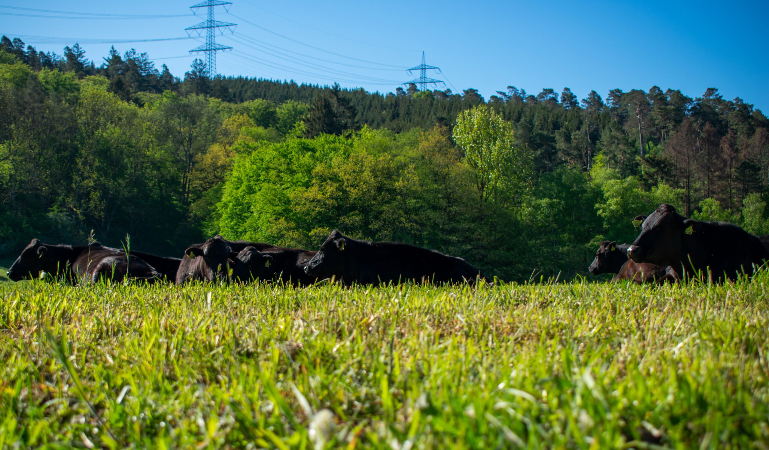 Wagyu-Rinder auf der Weide in der Sonne