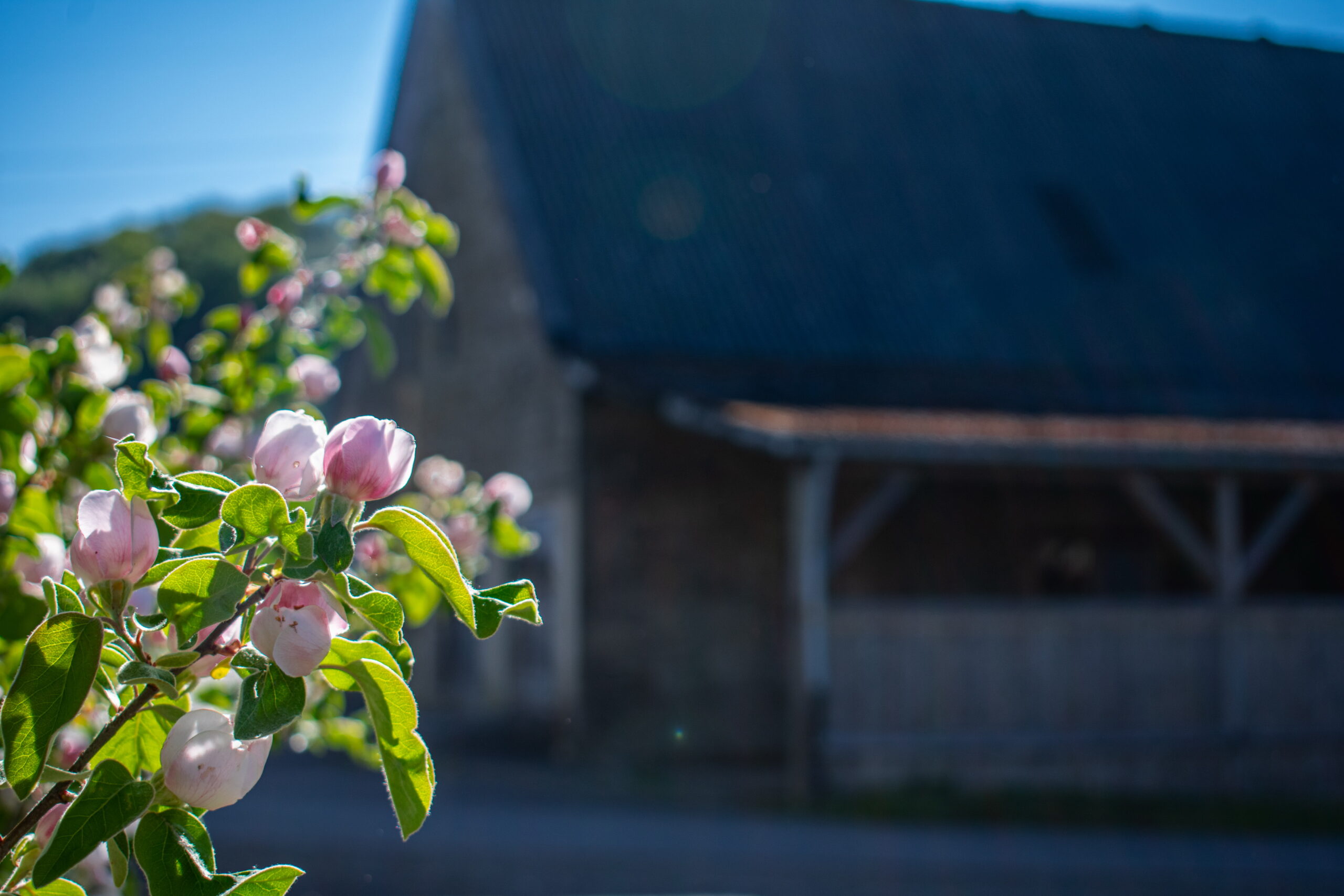 Rinderstall mit Pflanze im Vordergrund