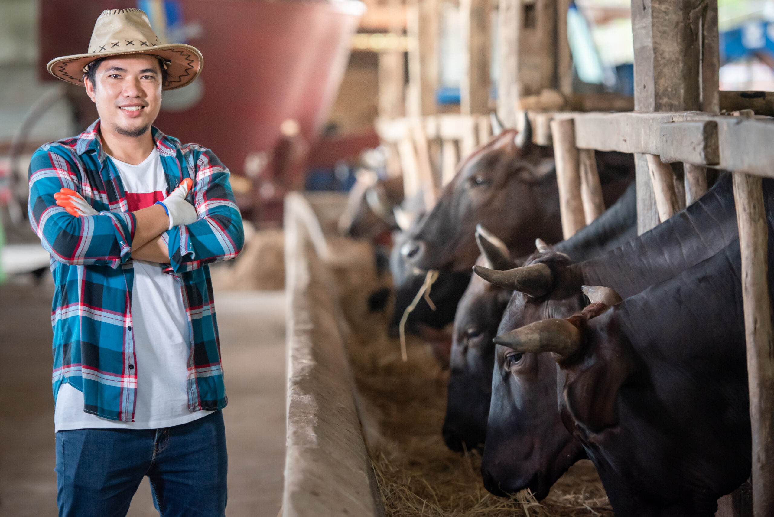 Wagyu-Farmer in Japan