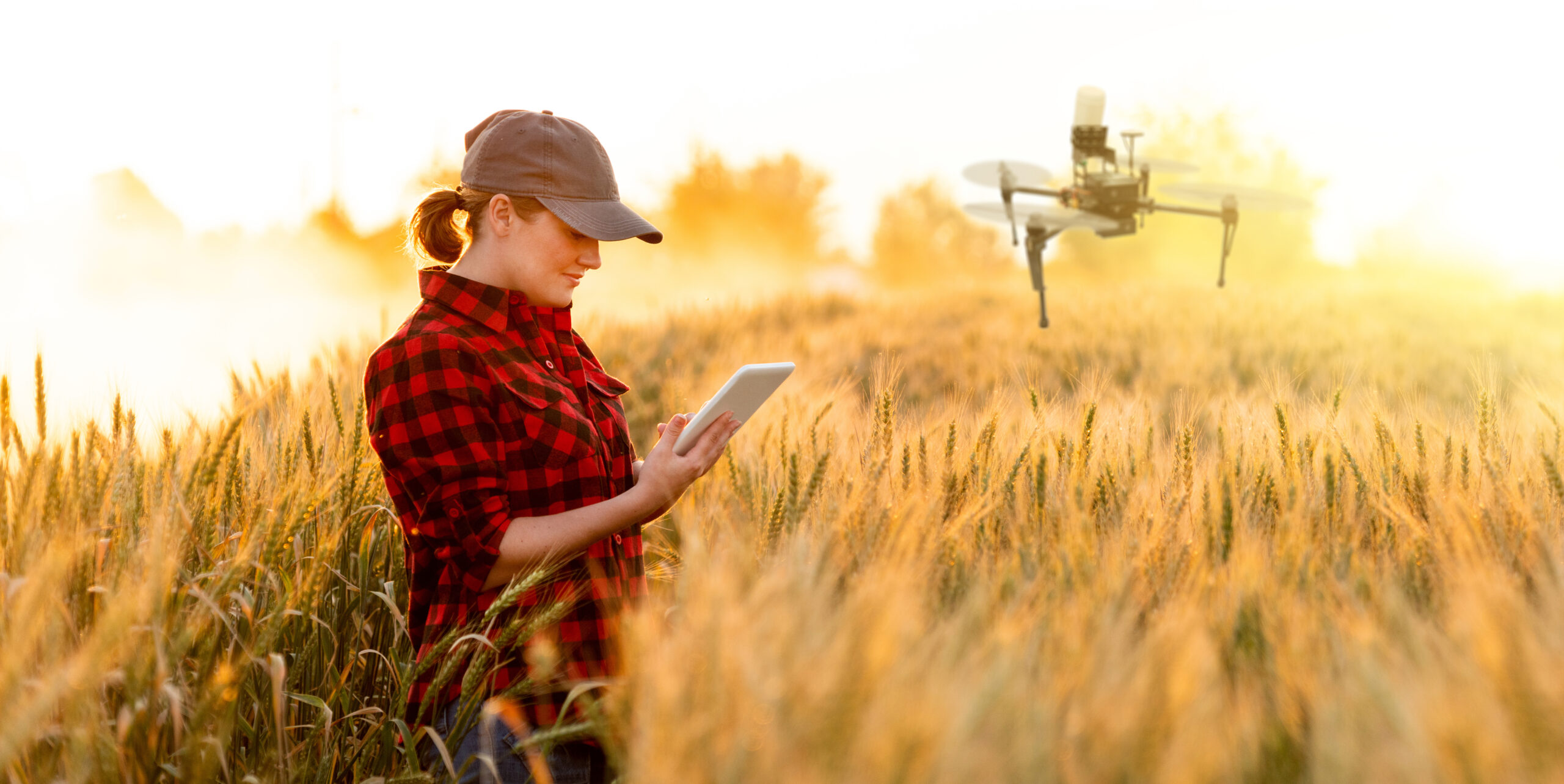 Frau, die mit Tablet in einem Getreidefeld steht. Eine Drohne fliegt rechts neben ihr.