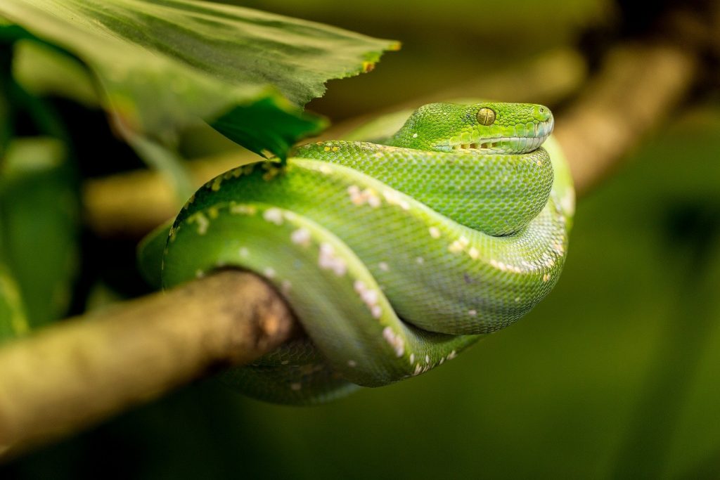 Eine grüne Schlange auf einem Ast