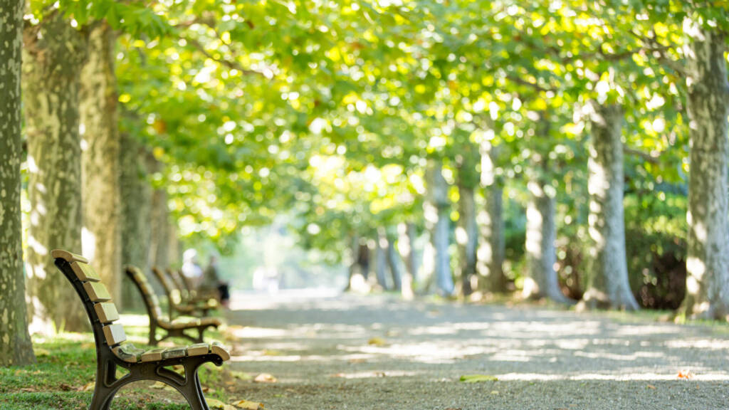 Bäume in einem städtischen Park