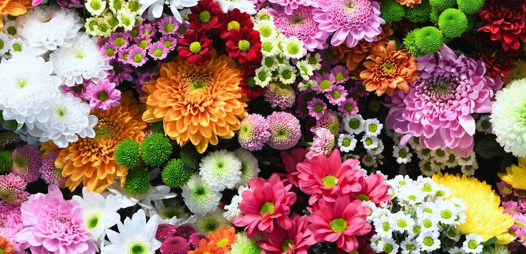 Ausbildung zur Floristin: Kenntnisse über Blumen