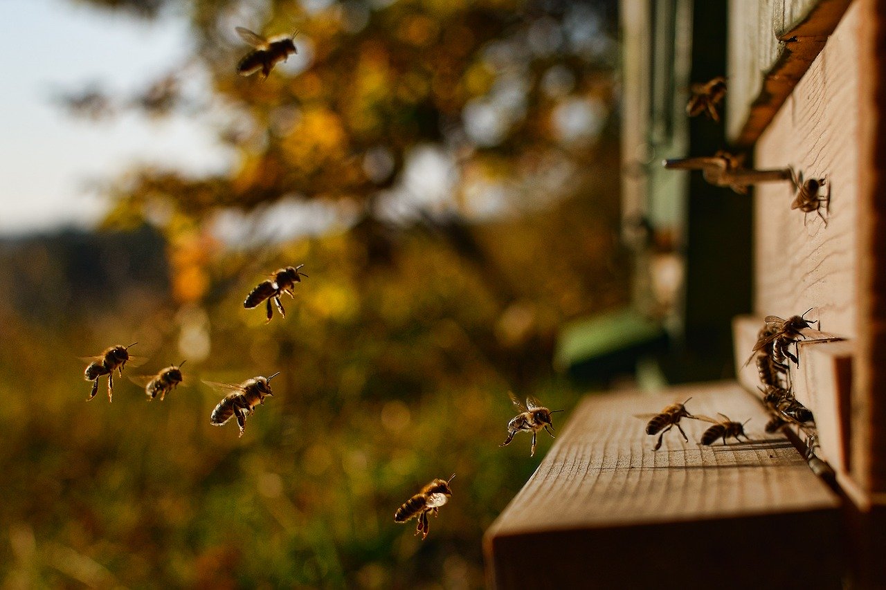 agrajo_Imker_Bienen_vor_Bienenstock