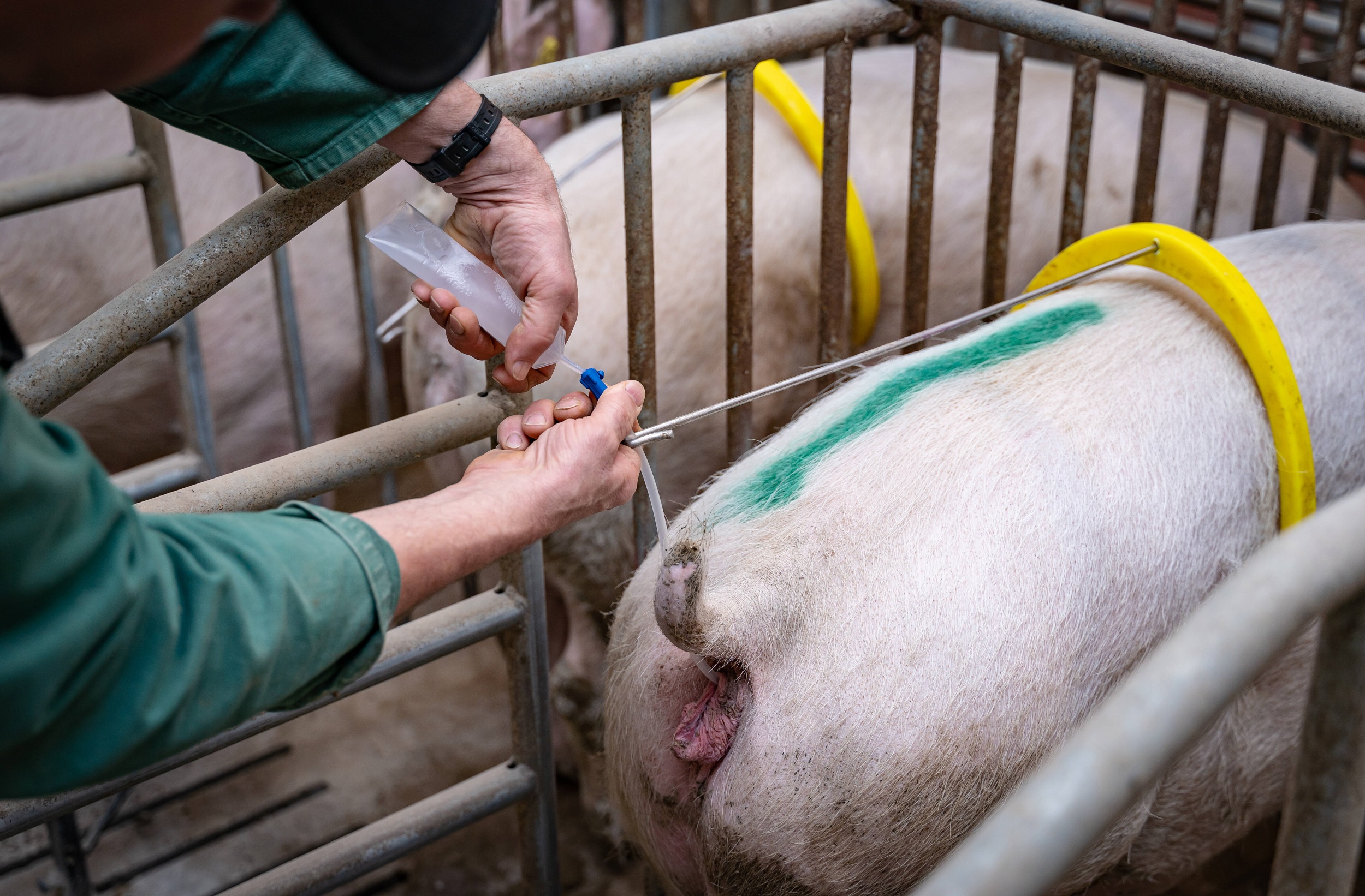 agrajo.com Besamungstechniker Schweinebesamung