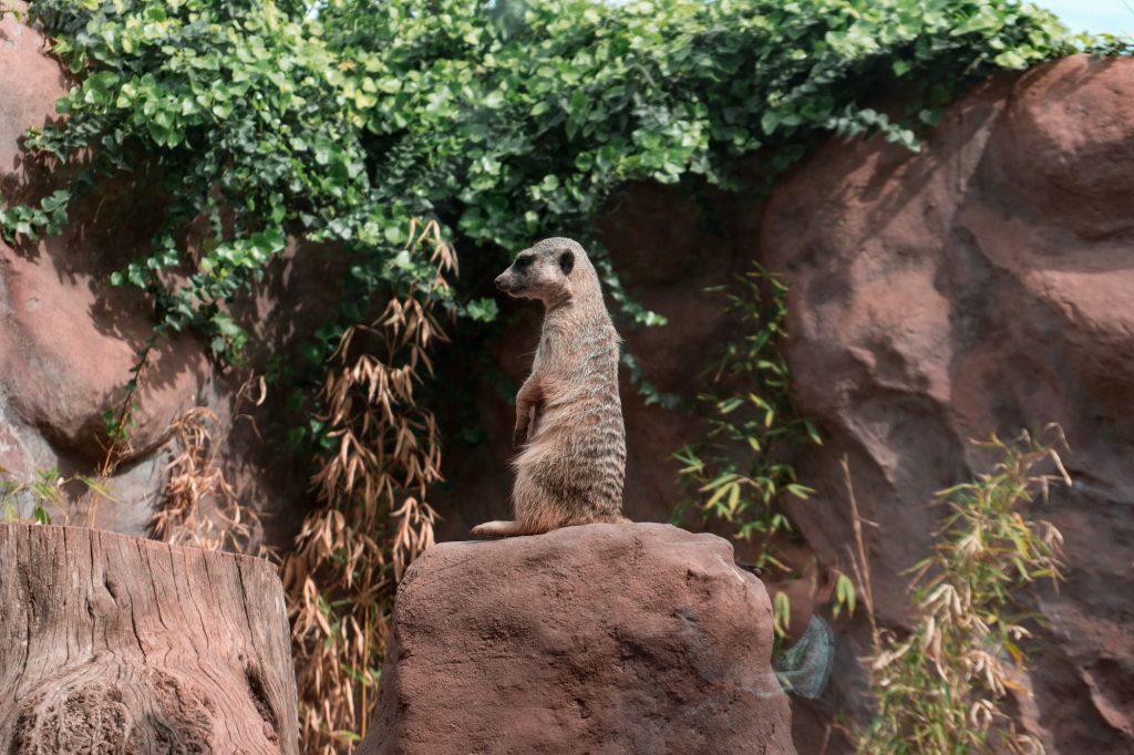 Bei der Ausbildung zum Tierpfleger im Zoo hat man viel Kontakt mit exotischen Tieren wie beispielsweise Erdmännchen.