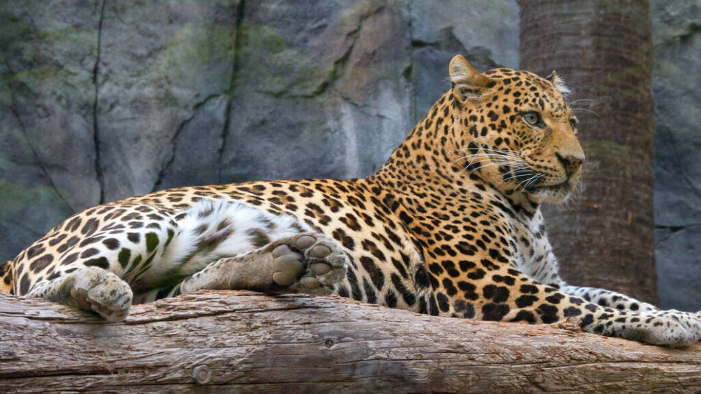 Wildkatze Leopard in einem Zoogehege
