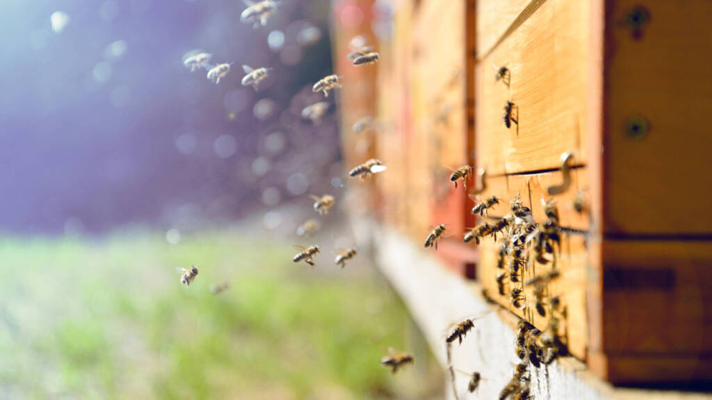 Die Aufgaben eines Tierwirt: Ein Tierwirt in der Bienenhaltung - Imker