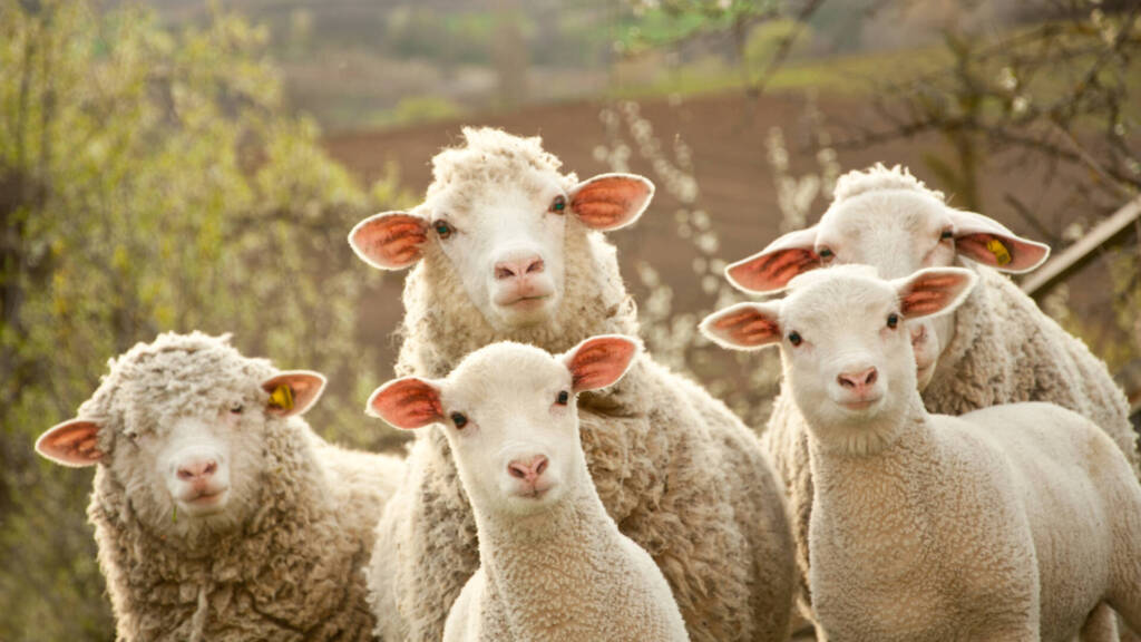 Die Aufgaben eines Tierwirt: Ein Tierwirt in der Schafhaltung - Schäfer
