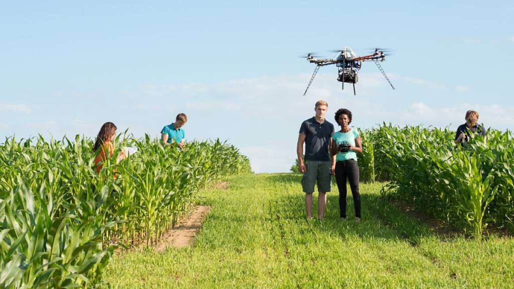 Studenten mit Drohne im Maisfeld